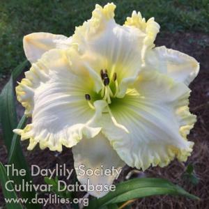 Polar Eclipse